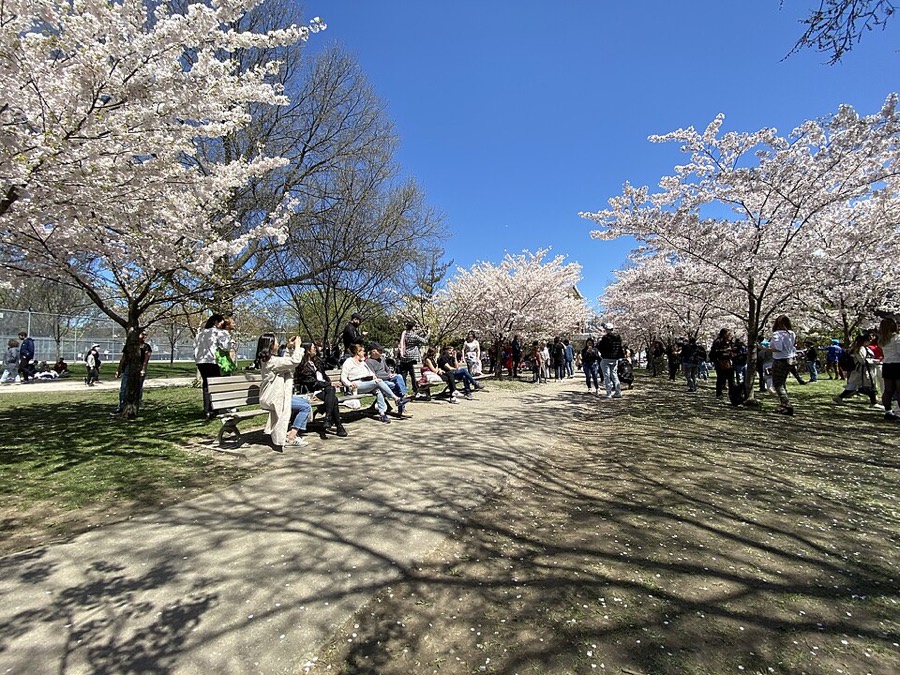 Cherry blossoms in Trinity Bellwoods Park